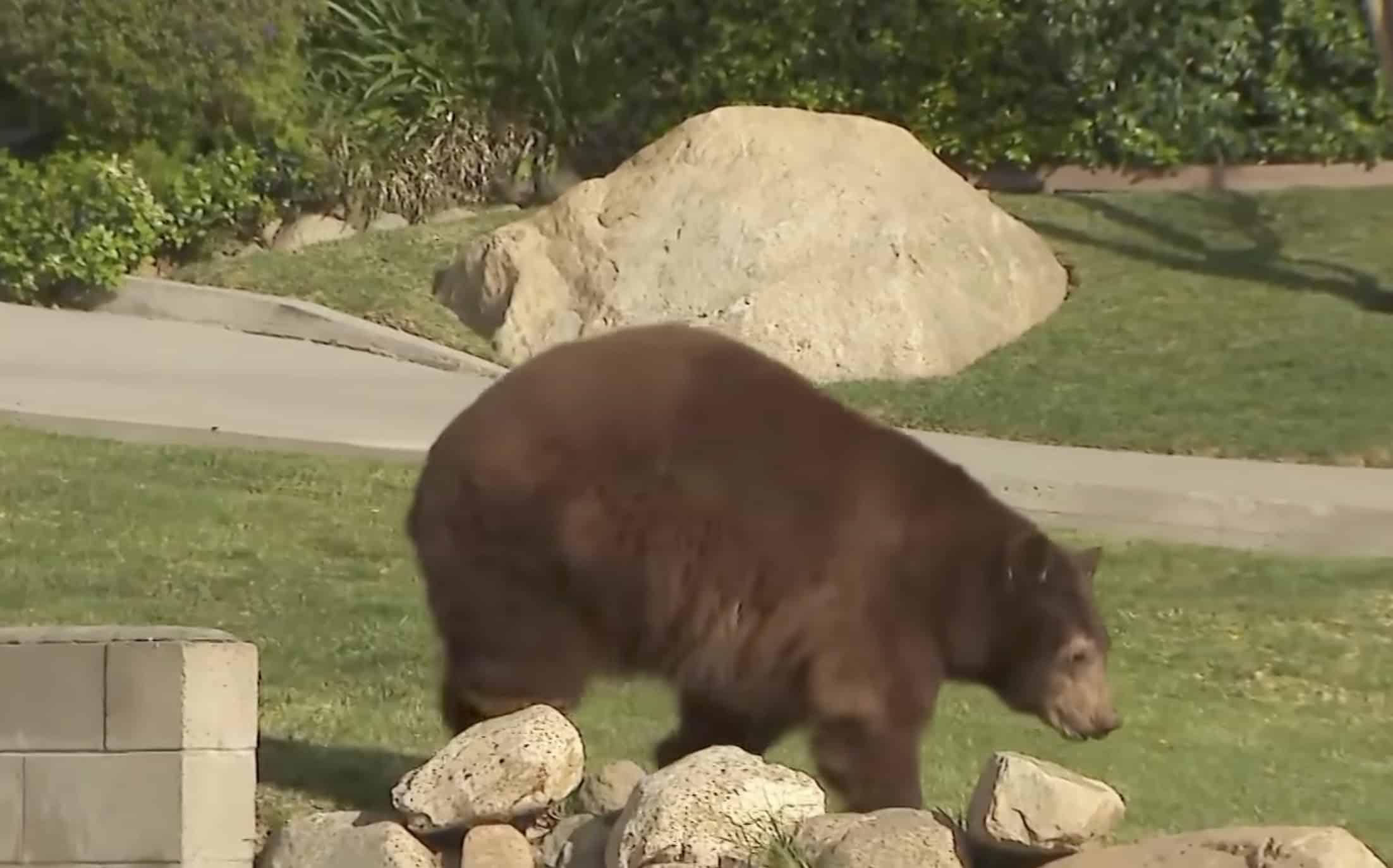 KTLA Bear